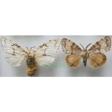 Lymantria dispar (Linnaeus, 1758) pair Brudnica nieparka Czech6l